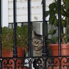 Tigerchen hinter Gittern