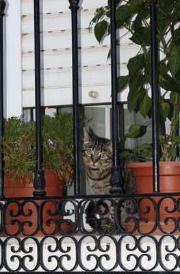 Tigerchen hinter Gittern