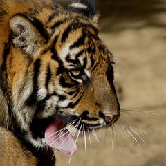 Tigerchen im Krefelder Zoo