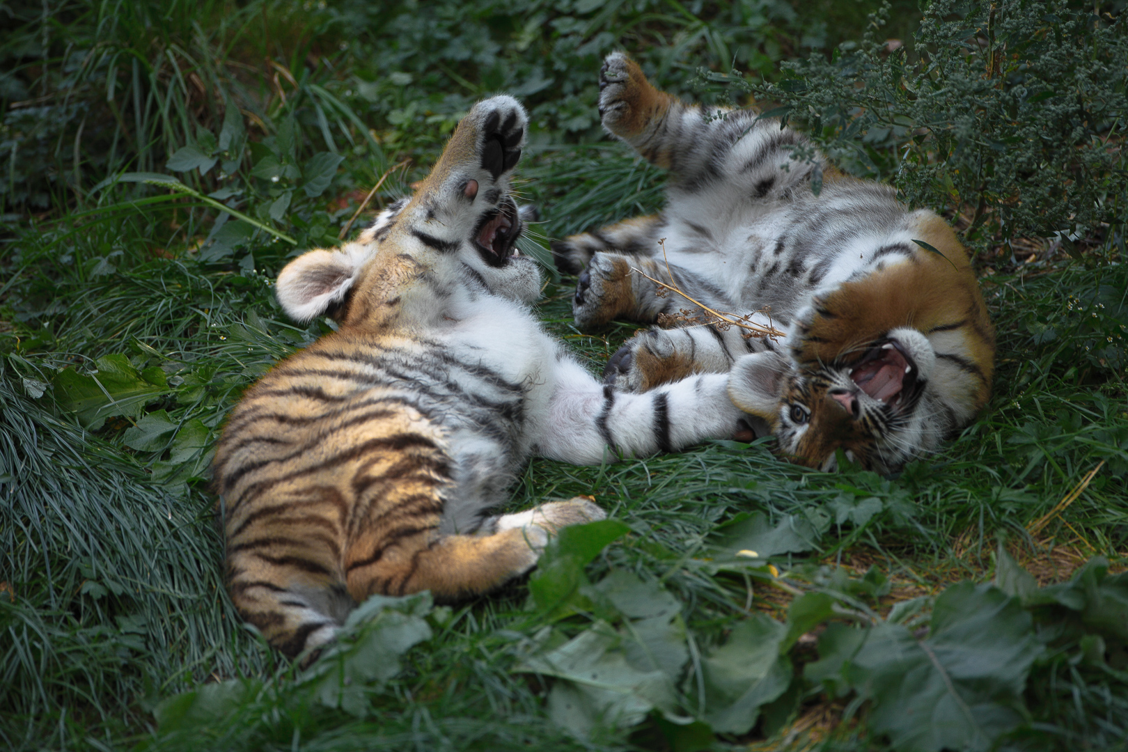Tiere Züchten Spiel Tiere Züchten Spiel