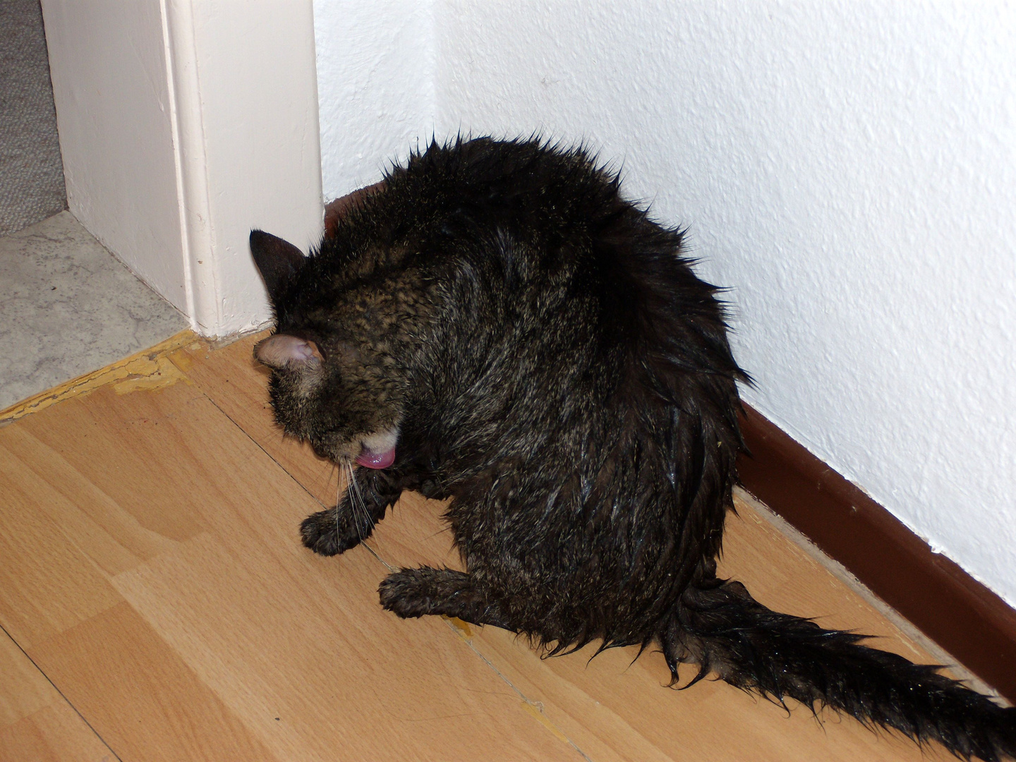 Tigerchen ist in einen Regenschauer geraten.