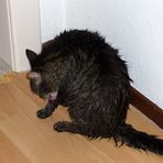 Tigerchen ist in einen Regenschauer geraten.