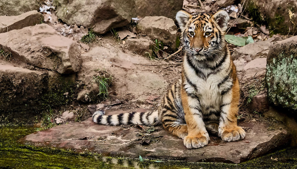 Tigerchen und bald Tiger