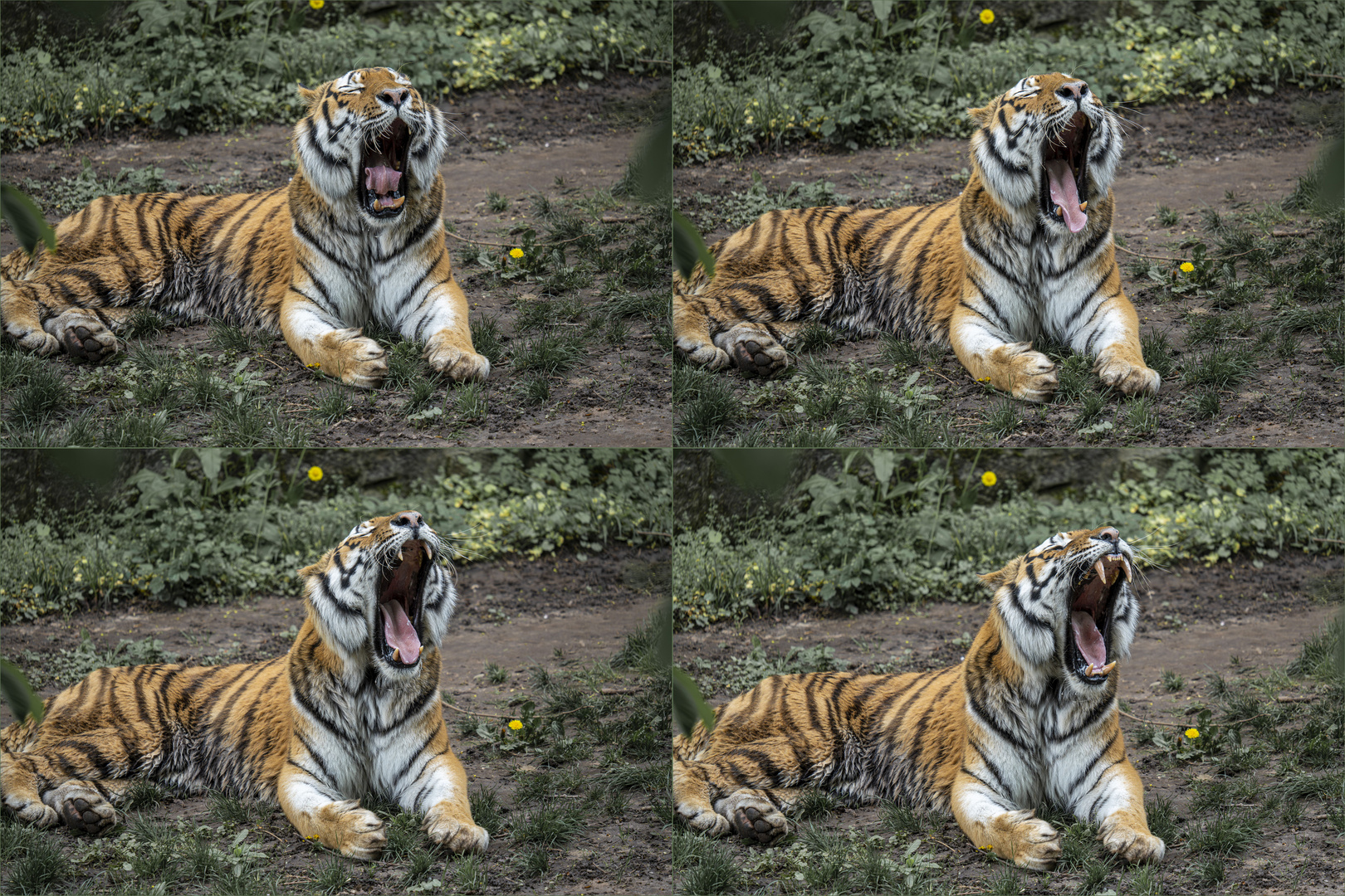 TigerCollage