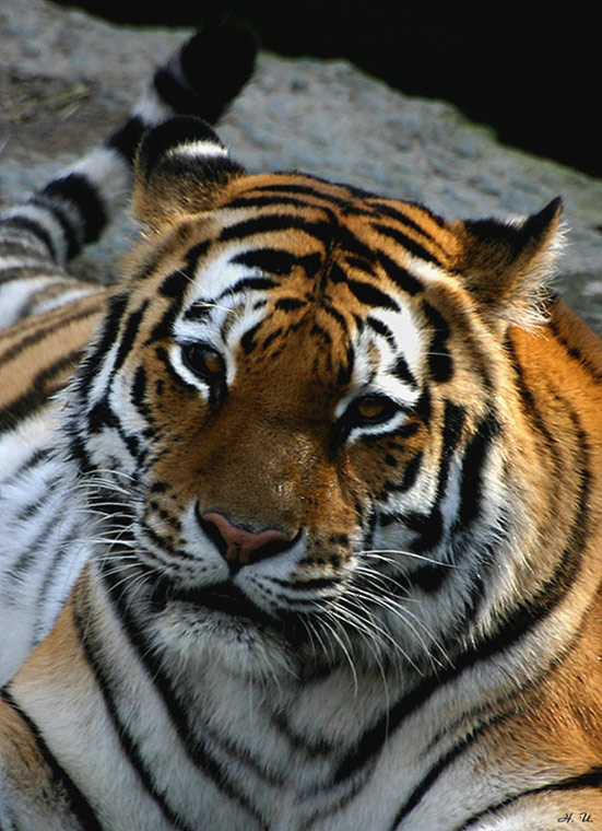 Tigerdame
