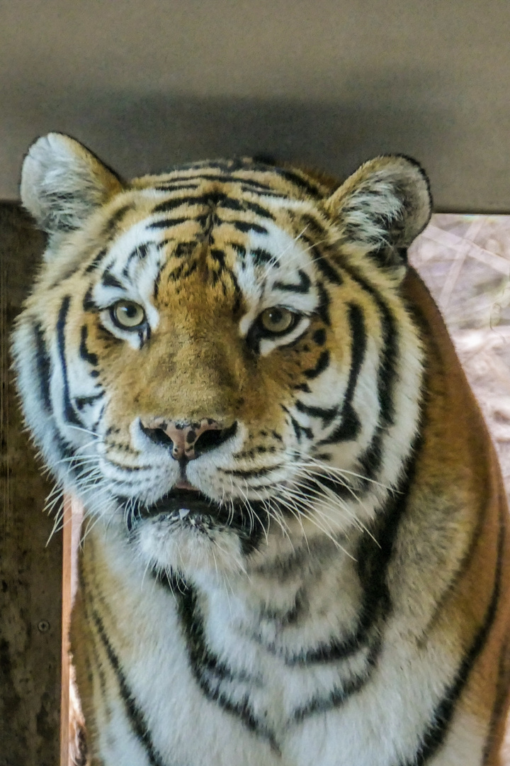 Tigerdame
