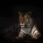 Tigerdame Hanya 