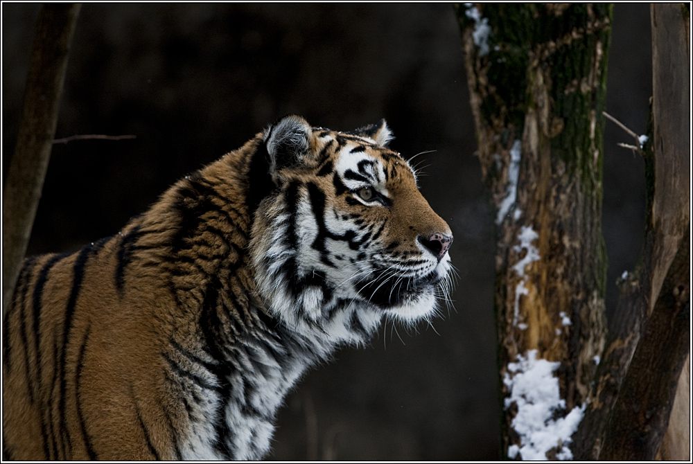 Tigerdame im Schnee