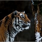 Tigerdame im Schnee