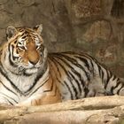 Tigerdame im Zoo Aschersleben