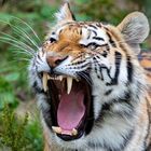 Tigerdame zeigt Zähne