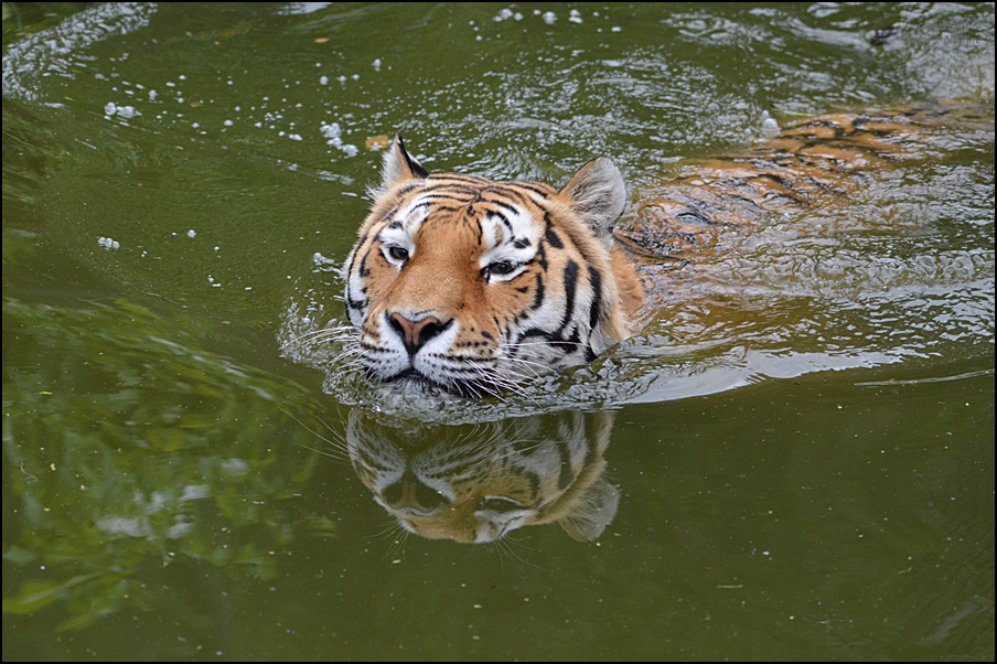 * Tigerente * Foto & Bild | wasser, natur, tod Bilder auf fotocommunity