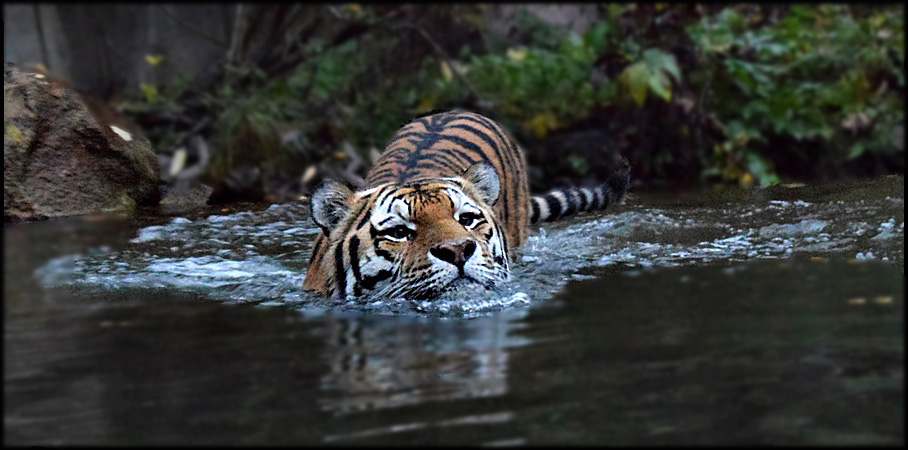 Tigerente *** Foto & Bild | tiere, zoo, wildpark & falknerei