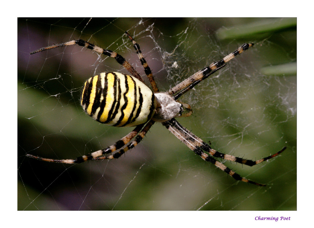 TIGERENTEN - SPINNE ;-)