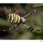 TIGERENTEN - SPINNE ;-)