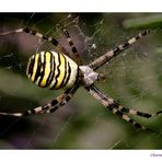 TIGERENTEN - SPINNE ;-)