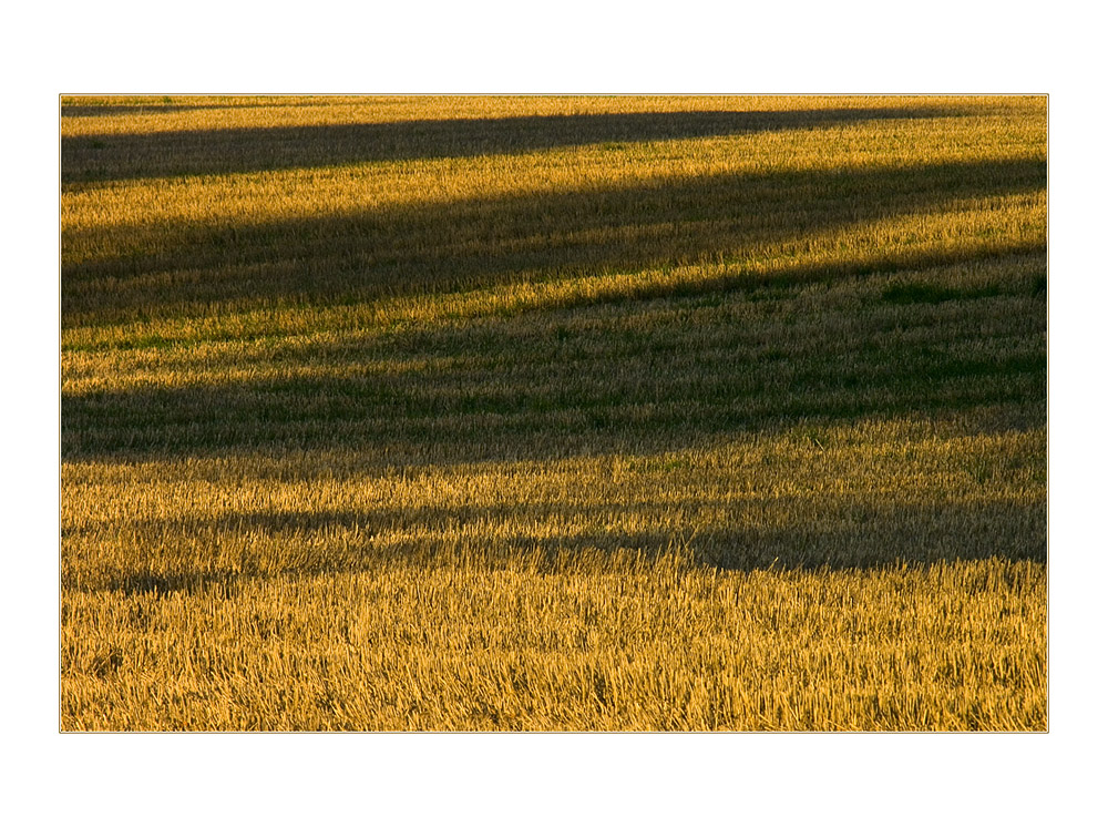 Tigerentenfeld... - oder: Schatten streifen das Land...