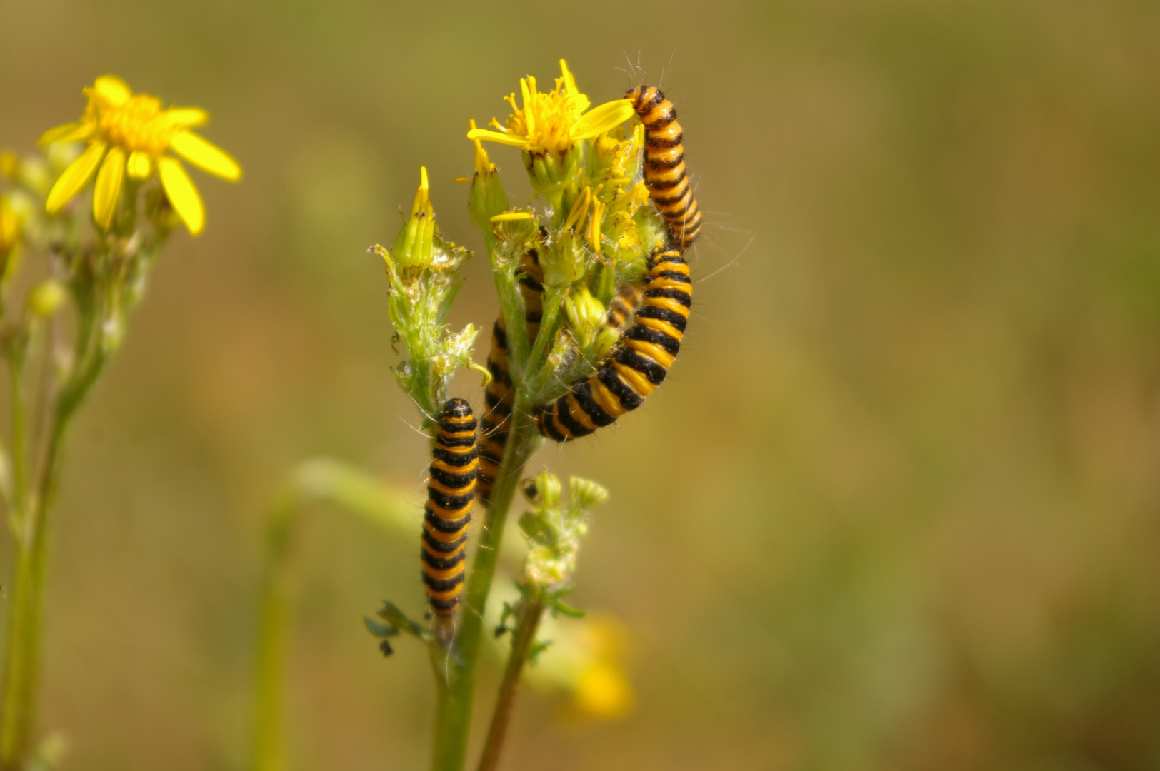 Tigerentenraupe