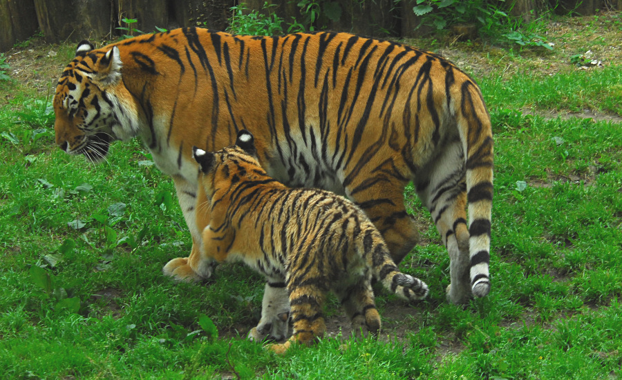 Tigerfamilie