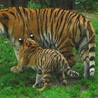 Tigerfamilie