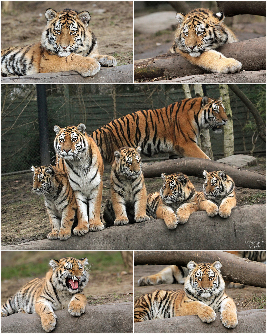 Tigerfamilie