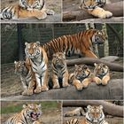 Tigerfamilie