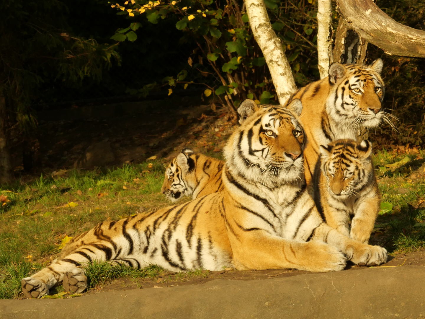 Tigerfamilie bei Hagenbeck