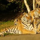 Tigerfamilie bei Hagenbeck