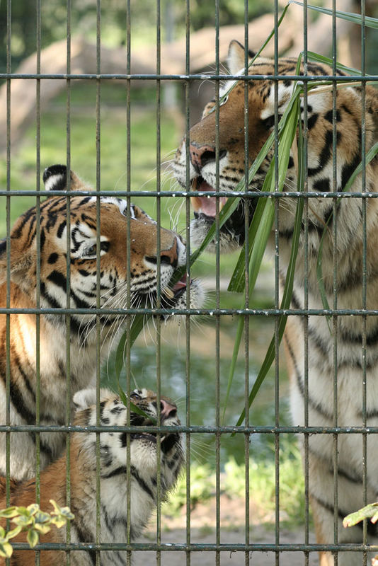 Tigerfamilie