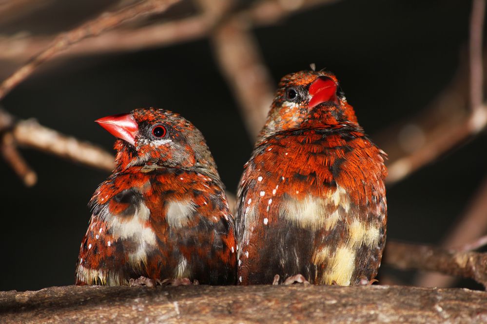 Tigerfink (Amandava amandava)