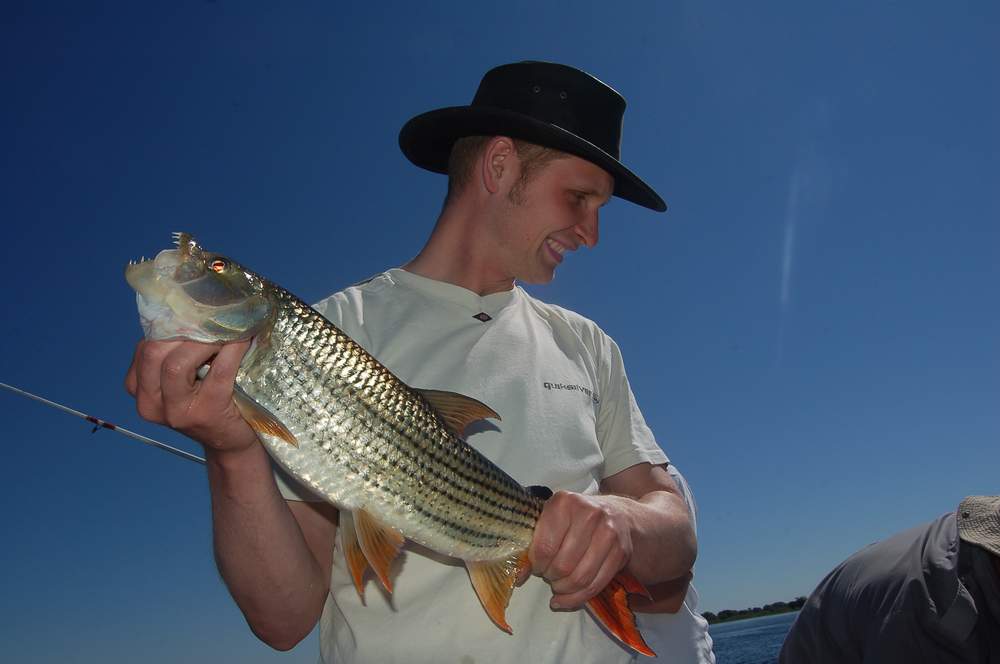 Tigerfisch aus dem Sambesi