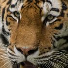 tiger_focus