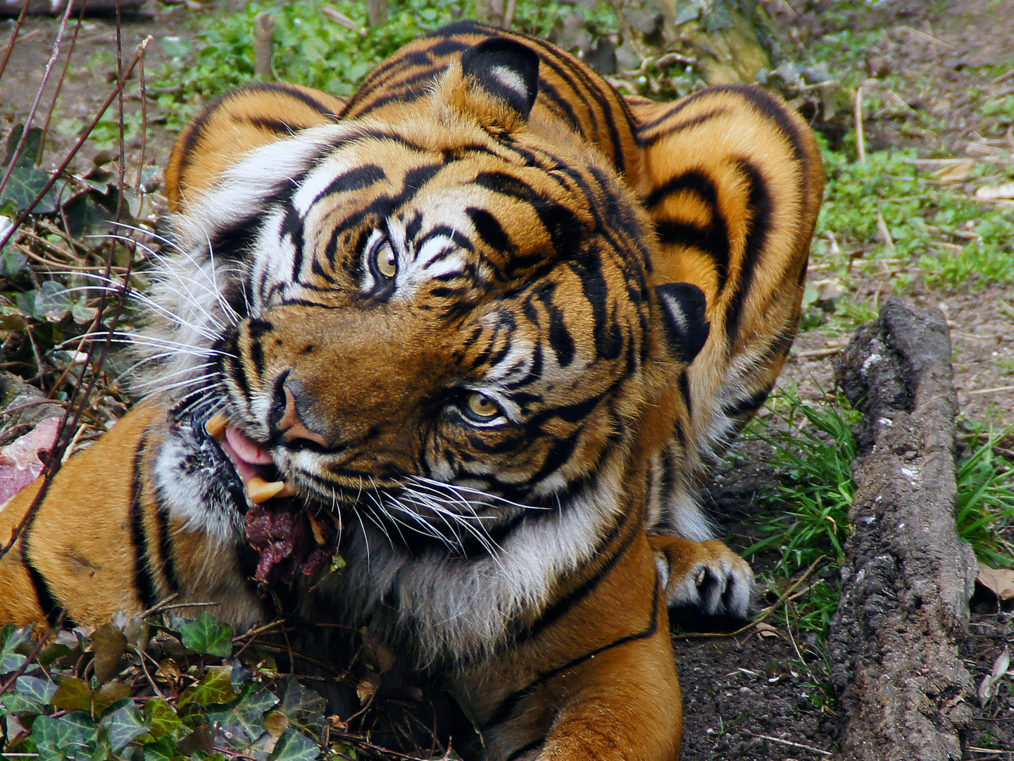 Tigerfütterung in der Wilhelma Stuttgart