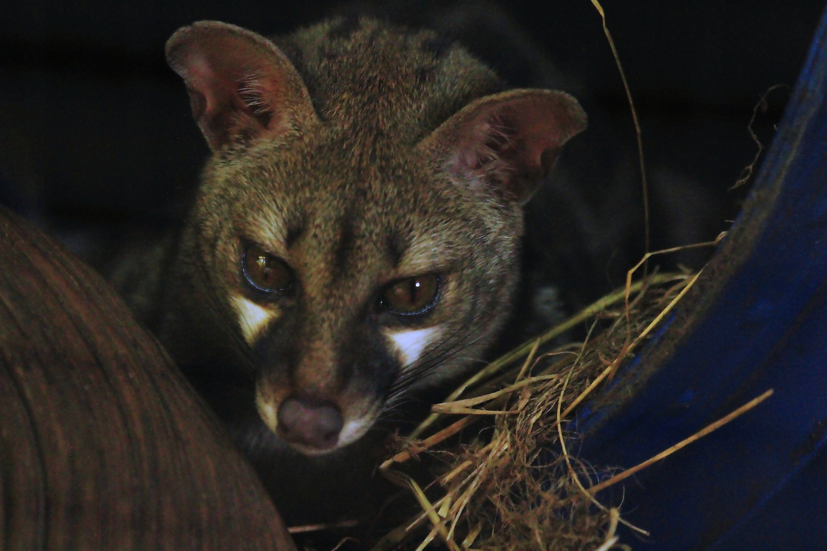 Tigergenet Portrait