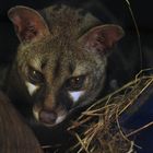 Tigergenet Portrait