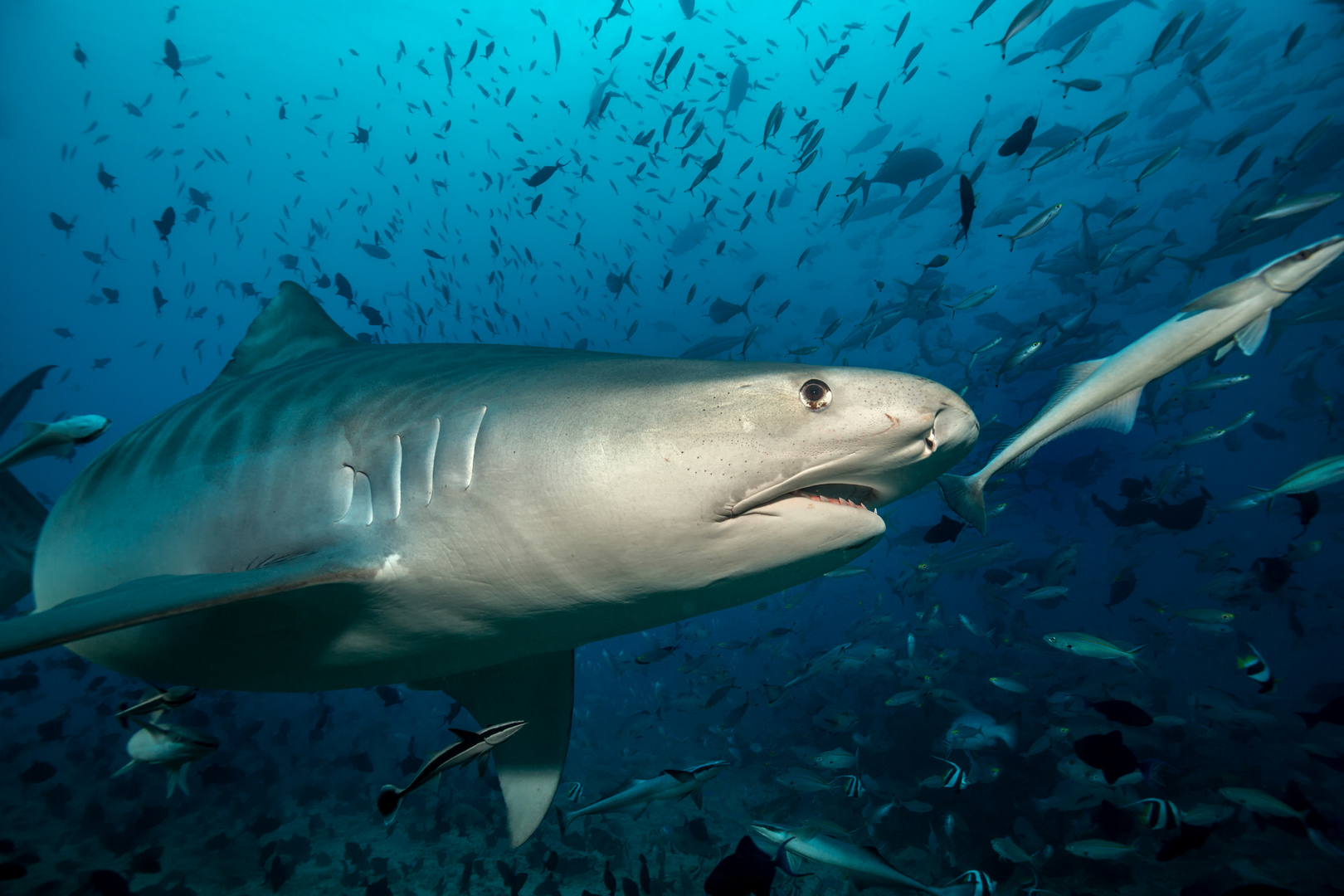 Tigerhai Foto & Bild | meer, natur, wildlife Bilder auf ...