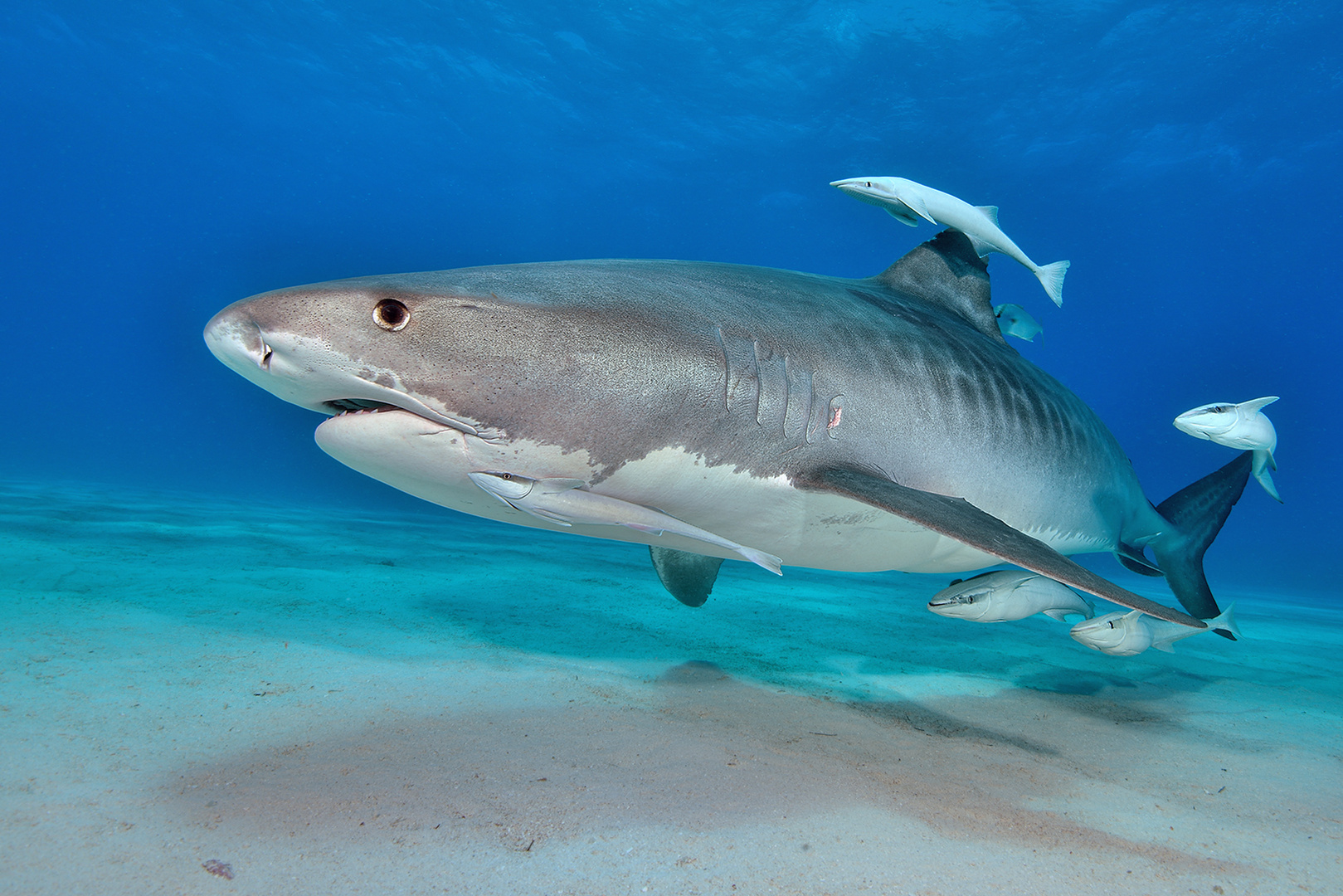 Tigerhai (Galeocerdo cuvier)