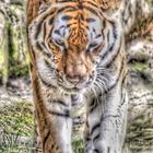 TigerHDR