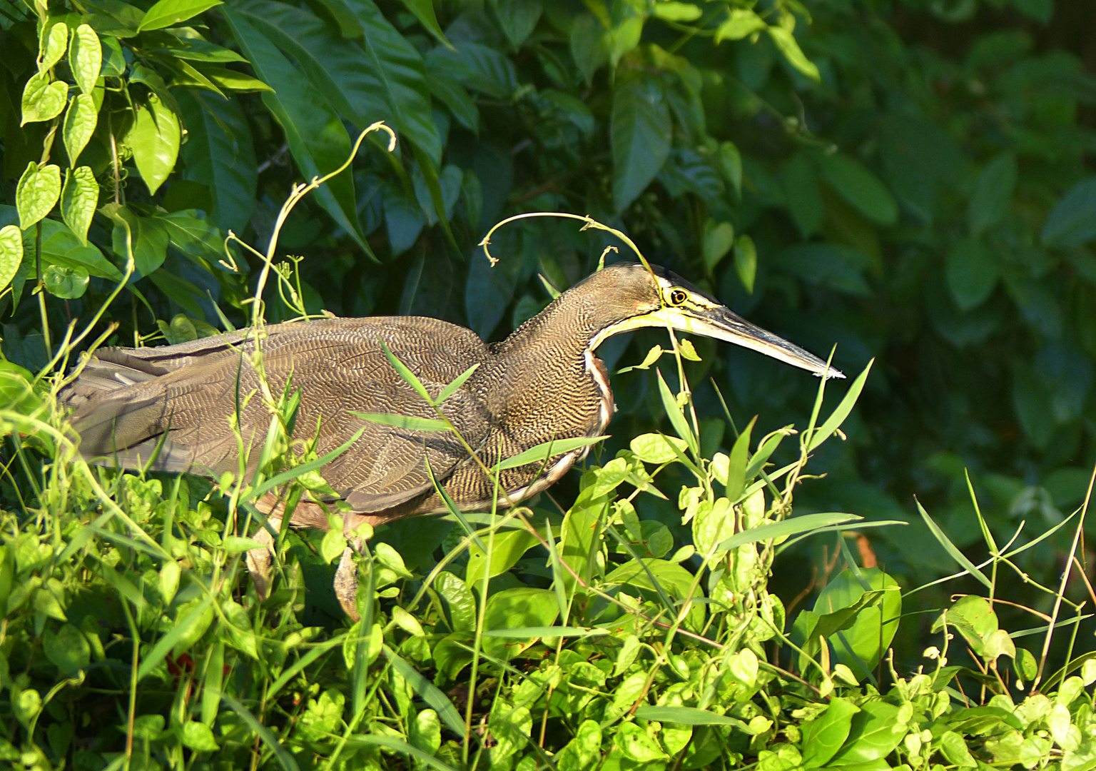 Tigerheron