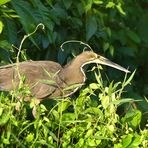 Tigerheron