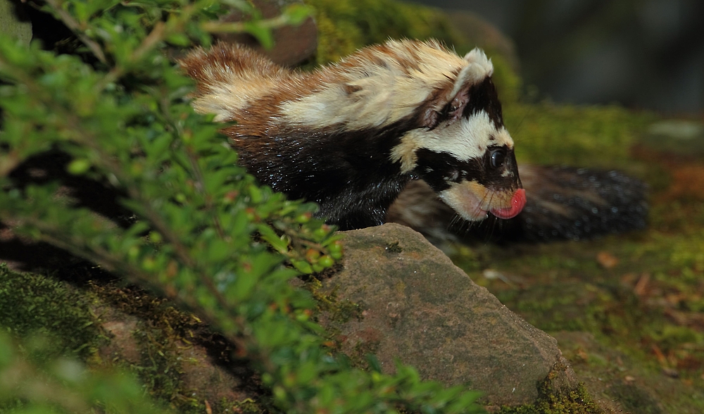 Tigeriltis schleckt sich schon das Goscherl