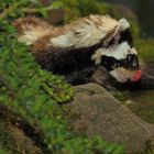 Tigeriltis schleckt sich schon das Goscherl