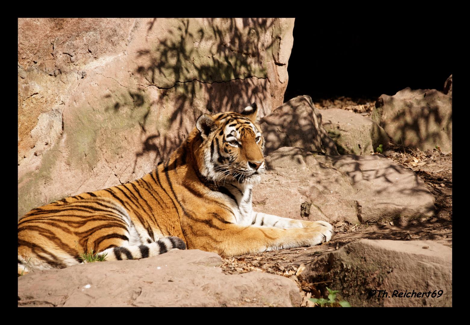 Tigerin beim Sonnenbad