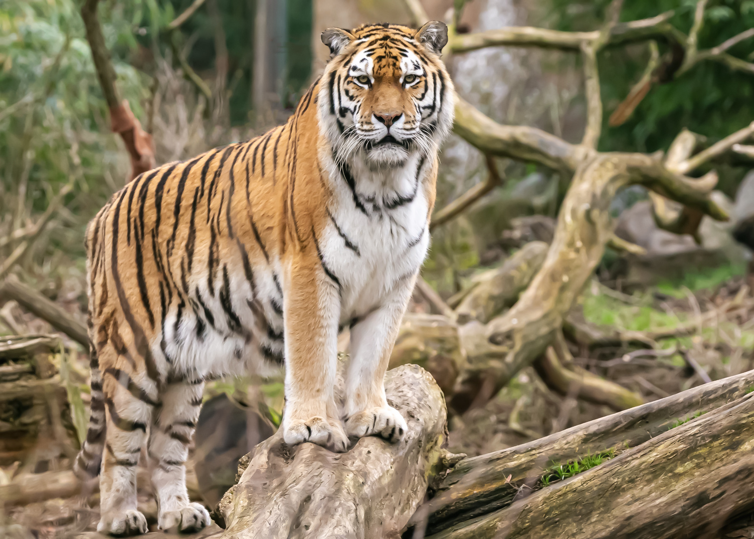 Tigerin Dasha hat den Durchblick