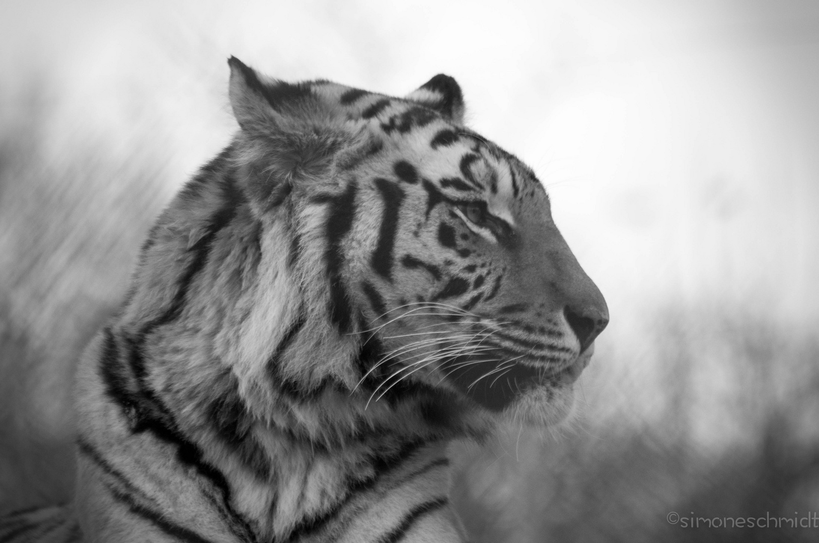 Tigerin.