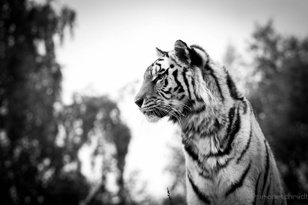 Tigerin.