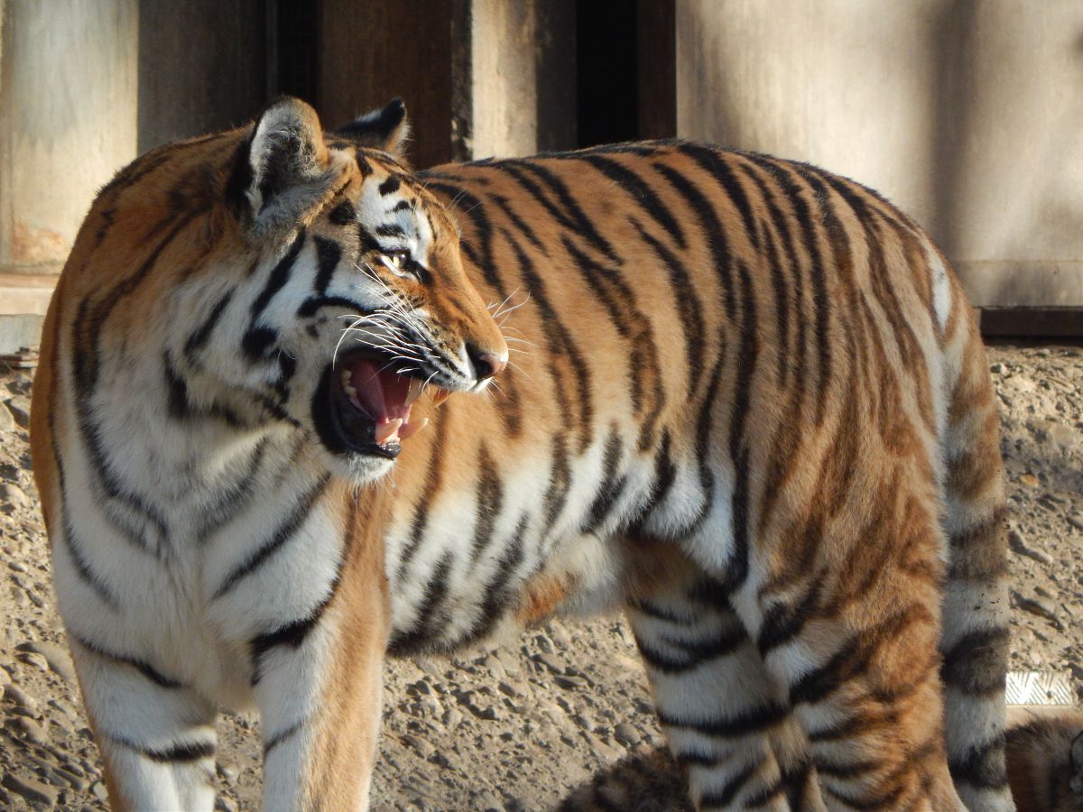 Tigerin Hanya Kölner Zoo