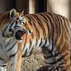 Tigerin Hanya Kölner Zoo