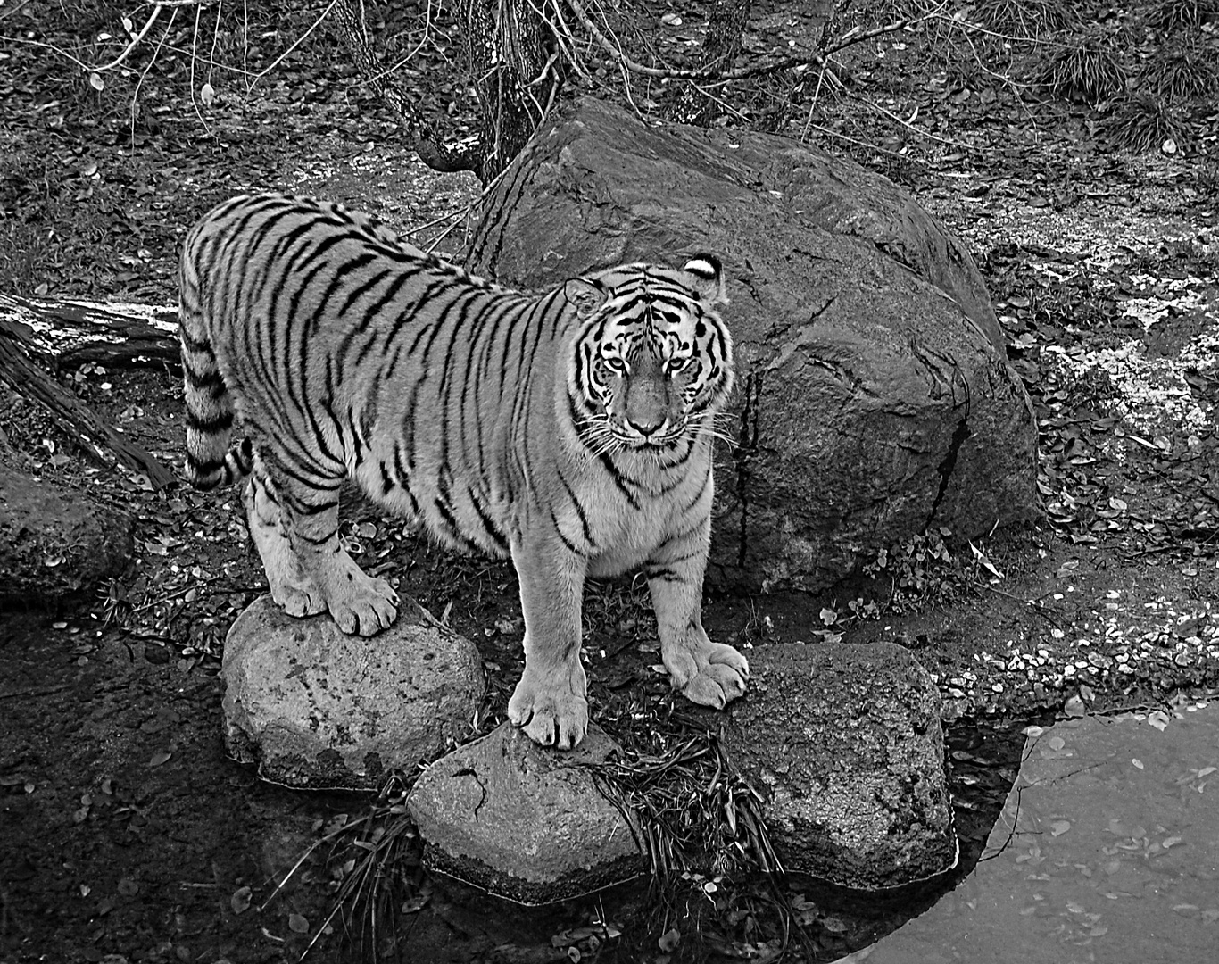 Tigerin im Leipziger Zoo