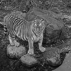 Tigerin im Leipziger Zoo